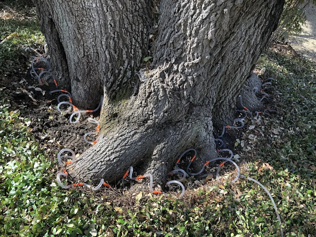 Detailed Shrub and Hedge Trimming job site in Hinton