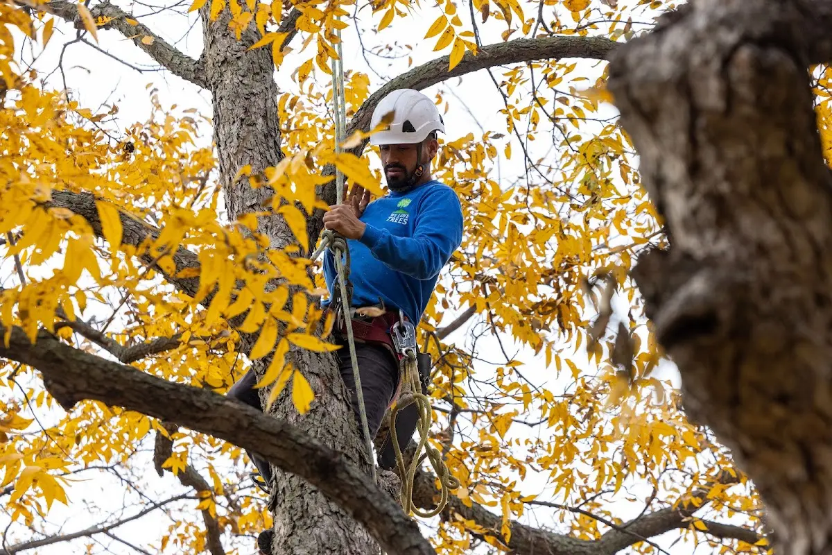 Skilled Tree Pruning crew working in Hinton
